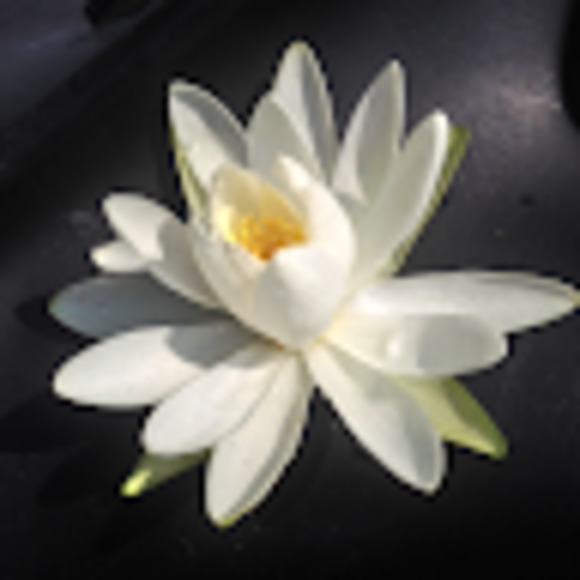 Meet your Posher, Monica - Picture 1 of 1